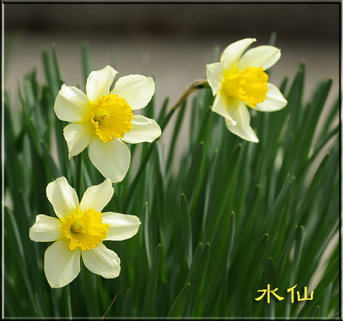 水仙 2