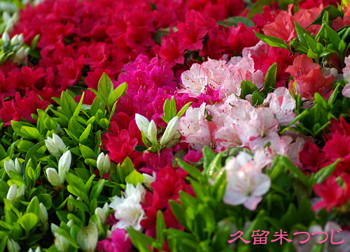 久留米ツツジ