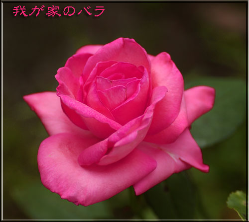 うちのバラ