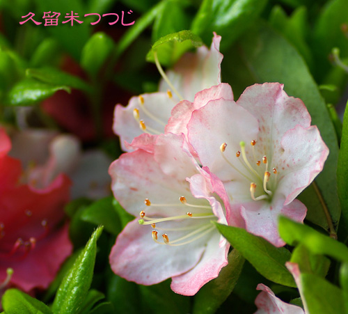 久留米ツツジ