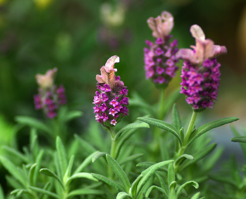 フレンチラベンダー