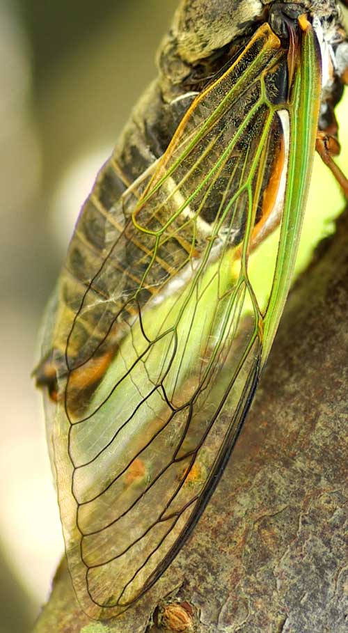 クマゼミの翅