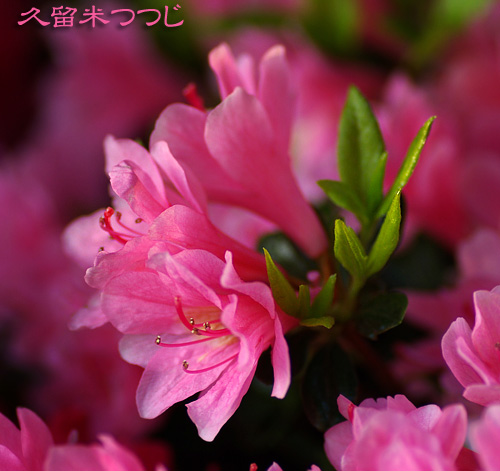 久留米ツツジ
