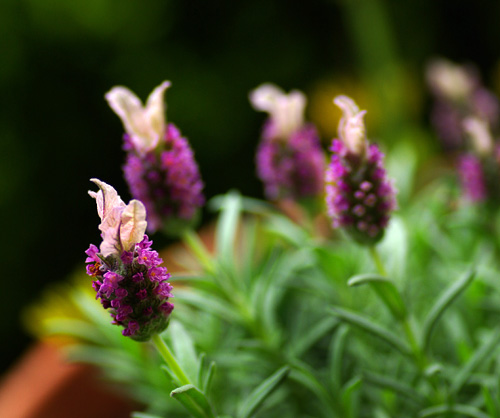 フレンチラベンダー