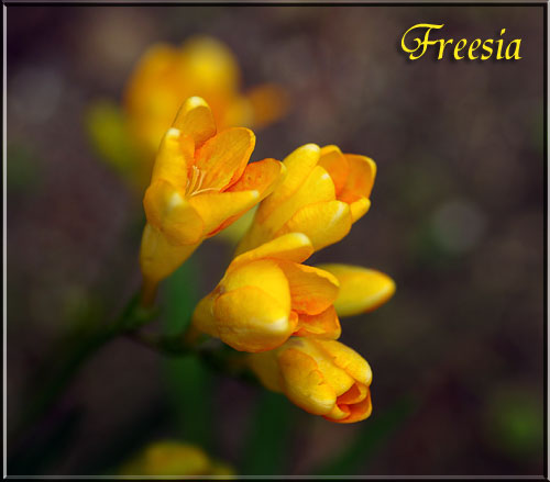 フリージア