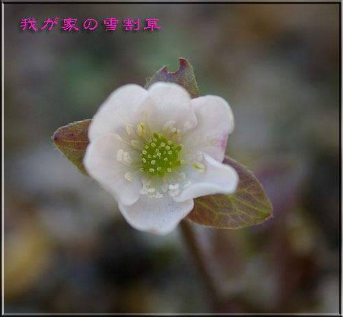 我が家の雪割草