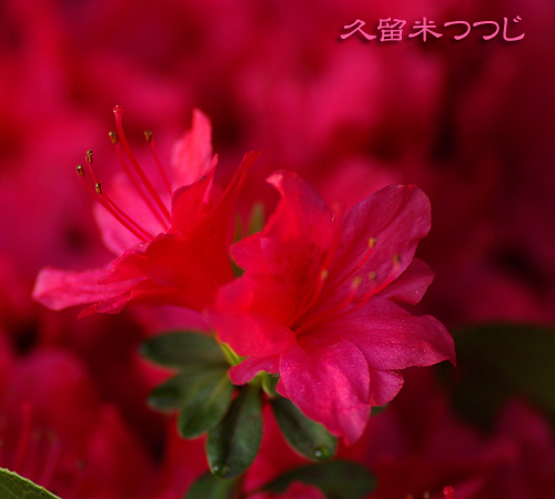 久留米ツツジ