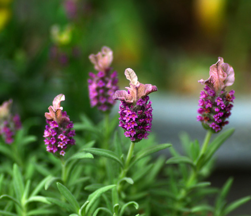 フレンチラベンダー