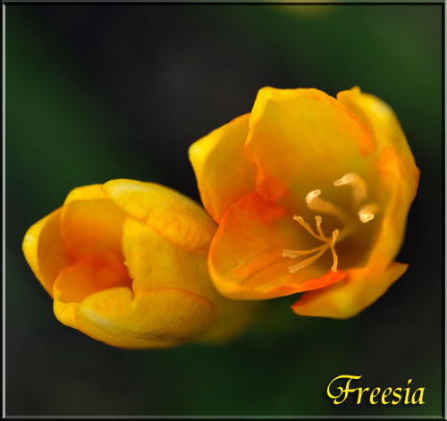 フリージア