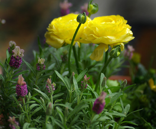 フレンチラベンダー