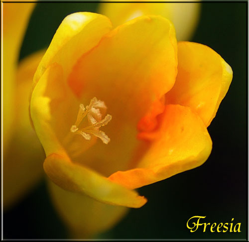 フリージア