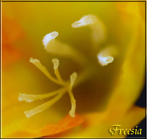フリージア