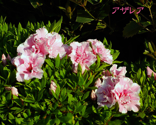 アザレア
