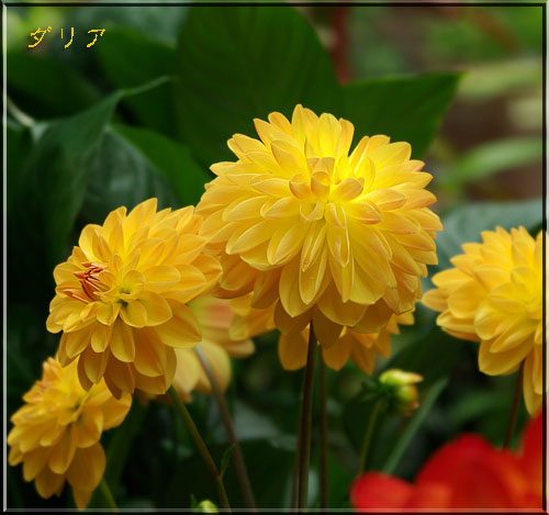 ダリア