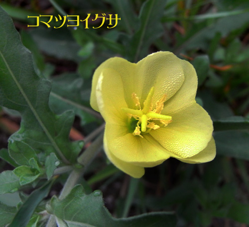 コマツヨイグサ
