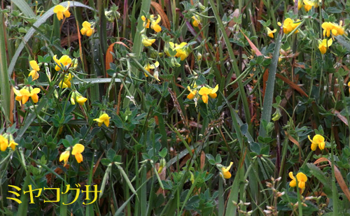 ミヤコグサ