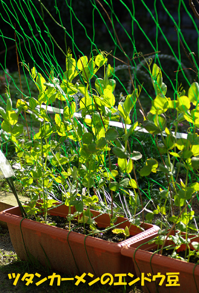 ツタンカーメンのエンドウマメ