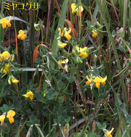ミヤコグサ