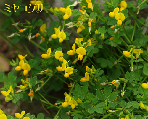 ミヤコグサ