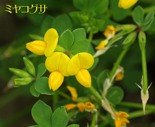 ミヤコグサ