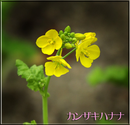 カンザキハナナ