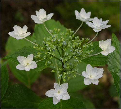 スミダノハナビ