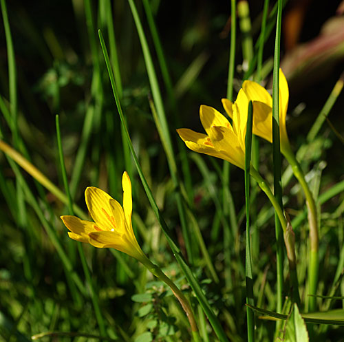 黄色のタマスダレ