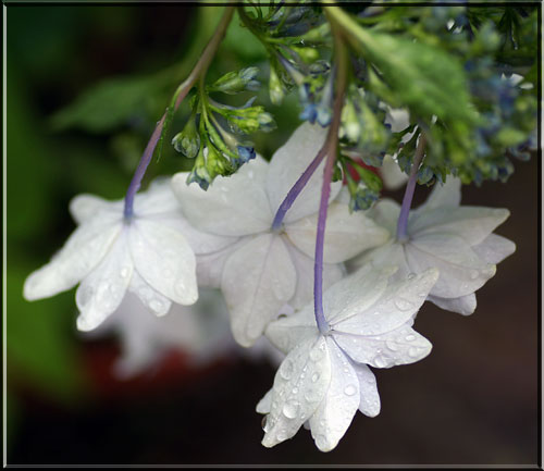 スミダノハナビ