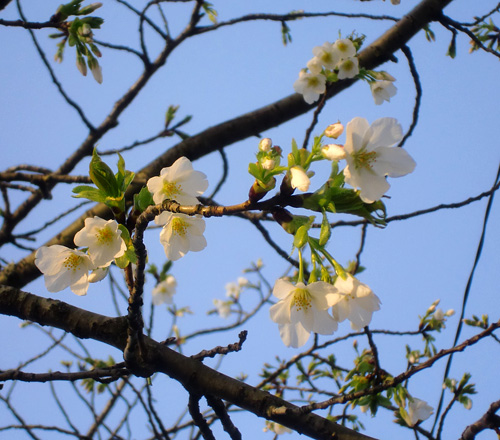 職場の桜