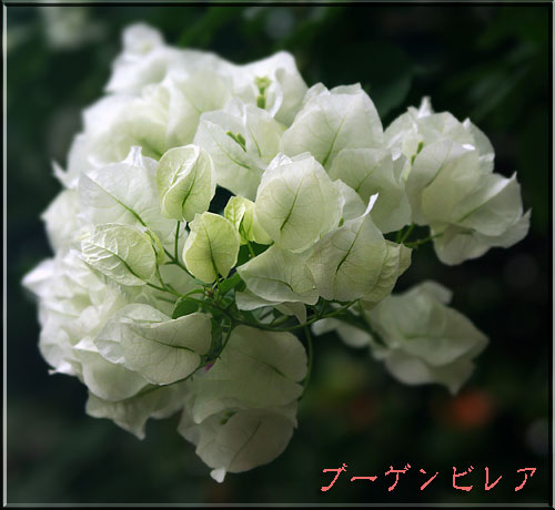 ブーゲンビレア