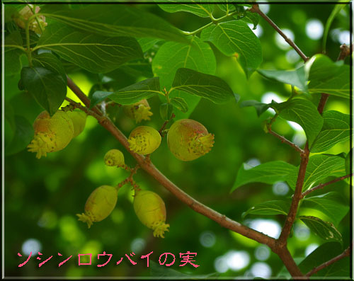 ソシンロウバイの実