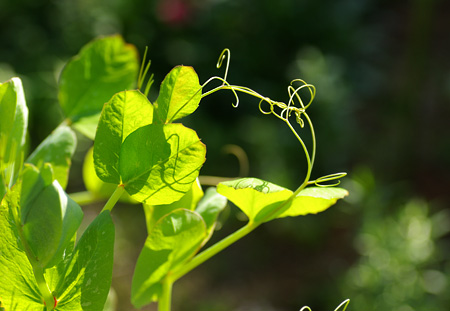 ツタンカーメンのエンドウマメ