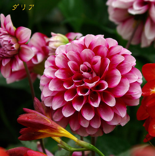 ダリア