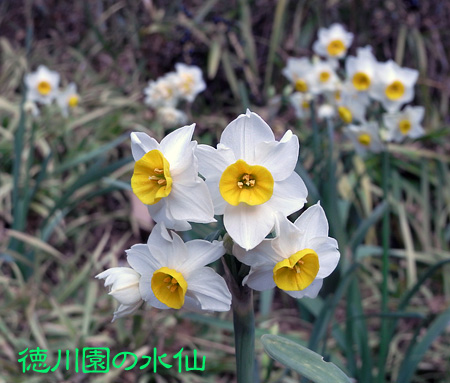 水仙