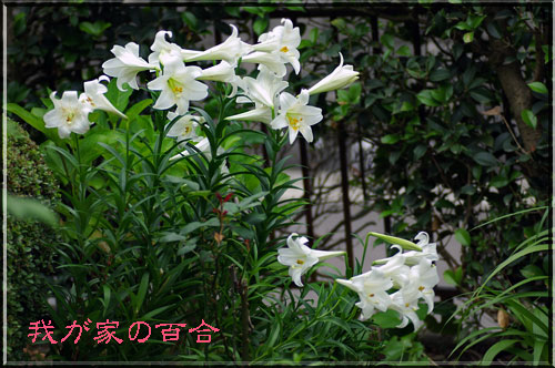 我が家の白百合