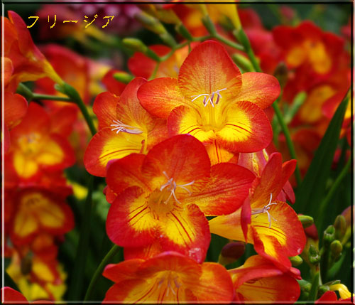 派手なフリージア