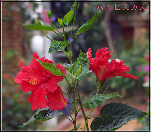 ハイビスカス