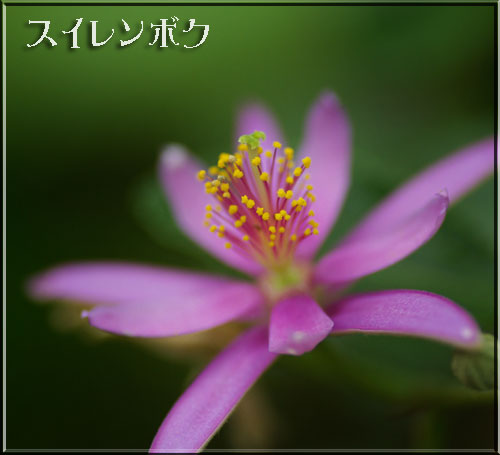 スイレンボク
