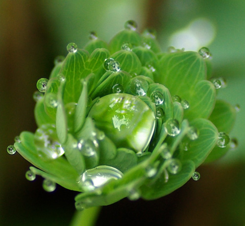 オダマキのしずく