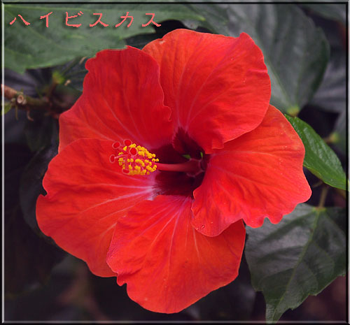ハイビスカス