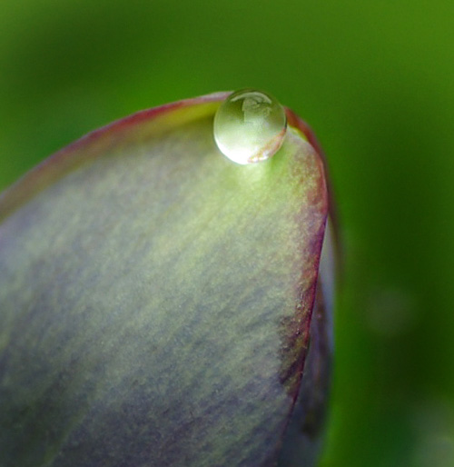 オダマキのしずく