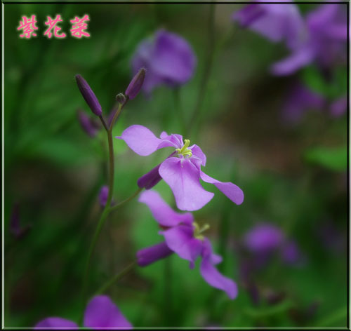 紫花菜