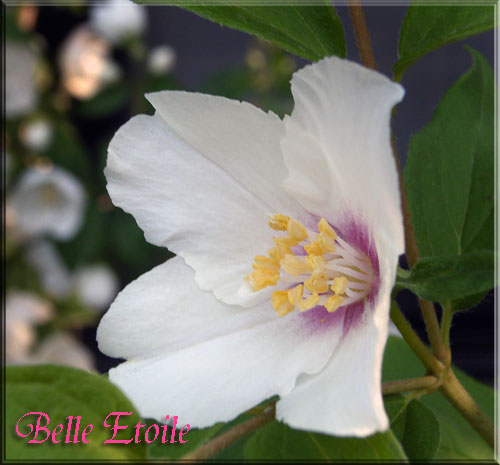 ベル・エトワール