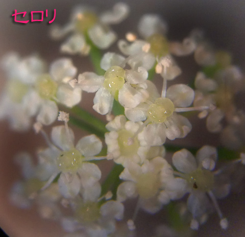 セロリの花