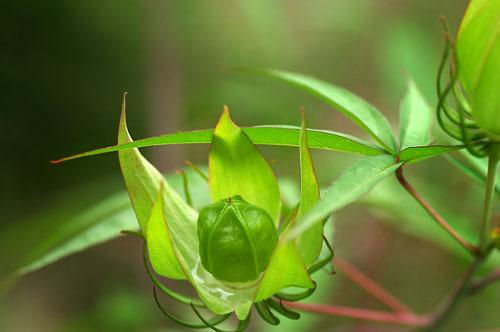 モミジアオイの実