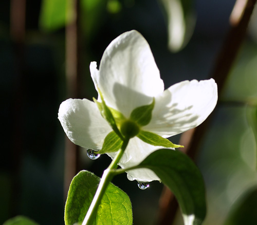梅花空木のしずく