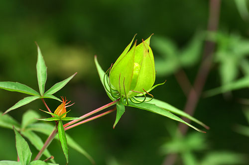 モミジアオイの実