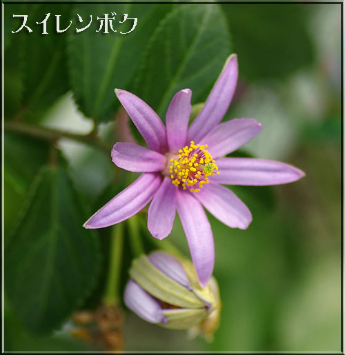 スイレンボク