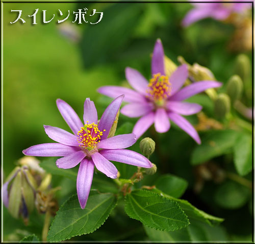 スイレンボク