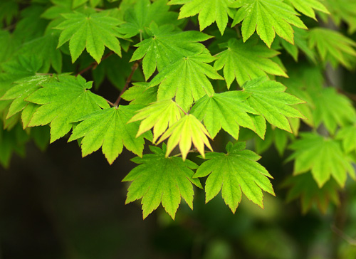 カエデ